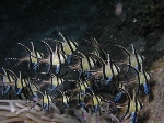 Banggai Cradinalfish